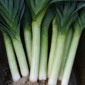Leek Tornado Seeds