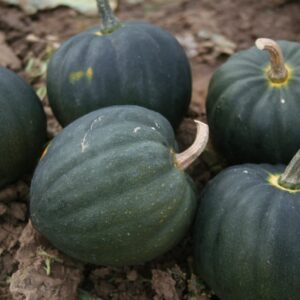 Squash Table Star F1 Hybrid Seeds