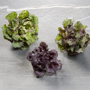 Flower Sprout Kalettes Seeds