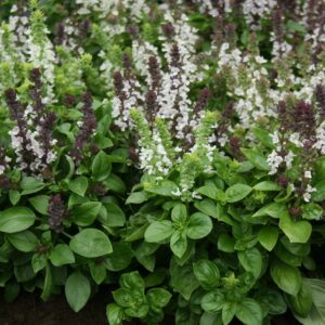 Basil Fragrant Flowers Seeds