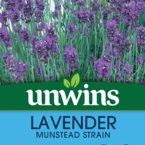 Unwins Lavender Munstead Strain 150 Seeds