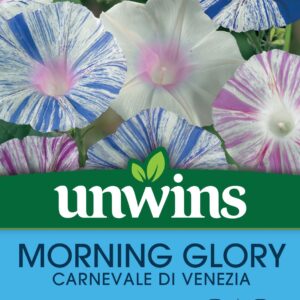 Unwins Morning Glory Carnevale di Venezia 35 Seeds