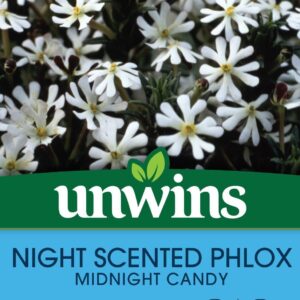 Unwins Night Phlox Midnight Candy 225 Seeds