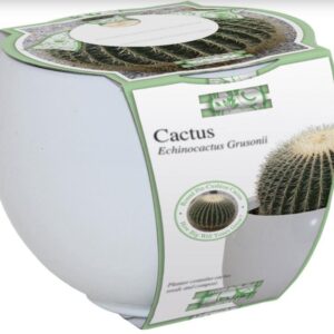 Bees Cactus Grow Set - Barrel Cactus Seeds