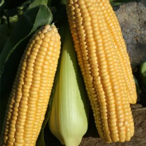 Sweetcorn Ovation F1 Hybrid Seeds