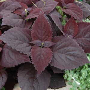 Coleus Dark Chocolate Seeds