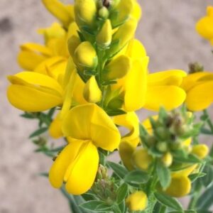 Wild Flower - Dyer's Greenweed - 2000 Seeds