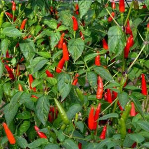 Pepper (Chilli) Lancera seeds