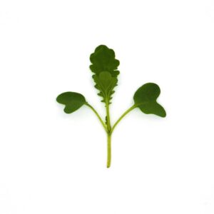 Microgreens Baby Leaves Mustard Wasabina Improved Seeds