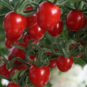 Tomato Sungrape F1 Hybrid Seeds