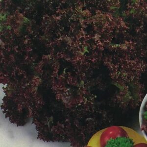 Lettuce Lollo Rosso Seeds