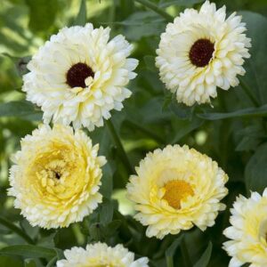Calendula Officinalis Pot Marigold Snow Princess Seed