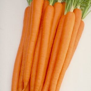 Carrot Baby Sugarsnax 54 F1 Hybrid Seeds