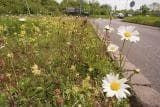 Wild Flower Meadow Mixture Chalk and Limestone Seeds