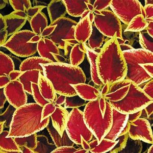 Coleus Wizard Scarlet Seeds