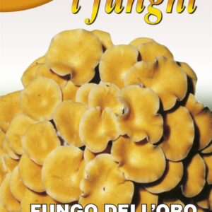 Franchi - Mushroom - Golden - Pleurotus Cornucopiae - 100g