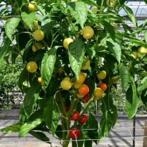 Pepper (Chilli) Little Bomb Seeds