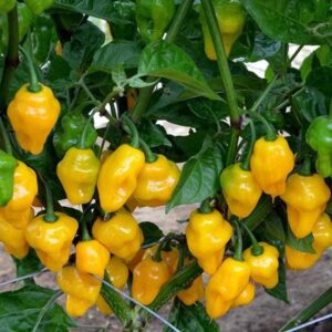 Chilli Pepper Trinidad Perfume Seeds