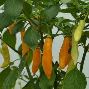 Pepper (Chilli) Madre Vieja Seeds