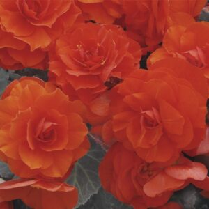 Begonia Nonstop Mocca Deep Orange F1 Hybrid Seeds - Reduced due to short date