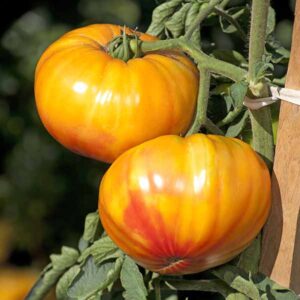 Tomato Buffalosun F1 Hybrid Seeds