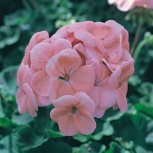 Geranium Horizon F1 Hybrid Salmon Light Seeds
