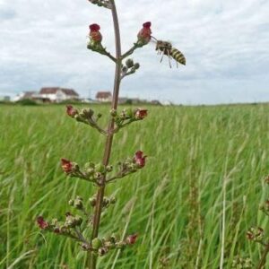Wild Flower Water Figwort Scrophularia auriculata Seeds