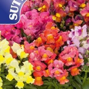 Sutton Seeds - Antirrhinum Seeds - F1 Crackle & Pop Mix