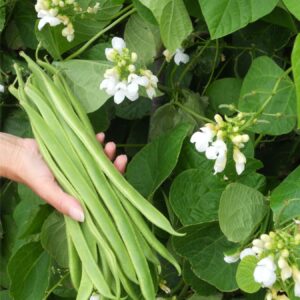 Runner Bean Moonlight Seeds