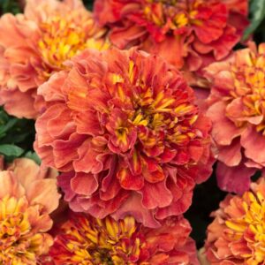 French Marigold Strawberry Blonde Seeds