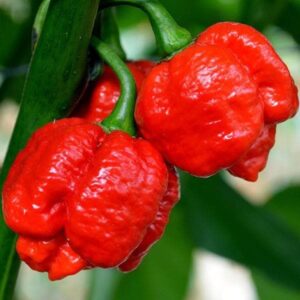 Pepper (Chilli) Moruga Red Seeds