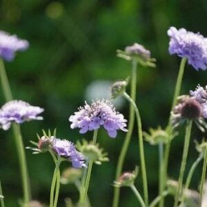 Wild Flower Small Scabious Scabiosa columbaria Seeds