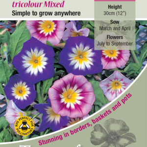 Kings Seeds Flower Convolvulus Tricolour 100 Seeds