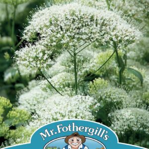Mr Fothergills - Flower - Trachelium - White Knight - 15 Seeds