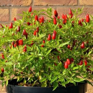 Chilli Pepper Hot Thai Seeds