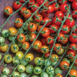 Tomato Cherry Baby Seeds