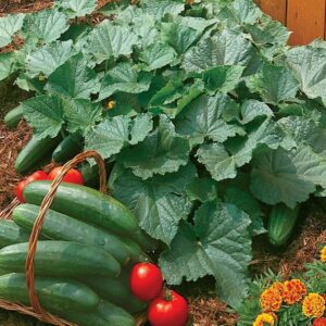 Cucmber Bush Champion Seeds