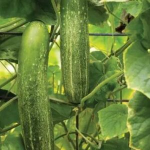 Cucumber Chompers F1 Seeds