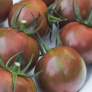 Tomato Artisan Purple Bumble Bee Seeds