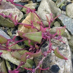Wild Flower SpearLeaved Orache Seeds