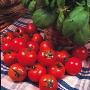 Tomato Gardeners Delight Seeds