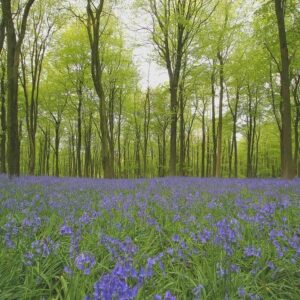 Wild Flower English Bluebell Hyacinthoides nonScripta Seeds