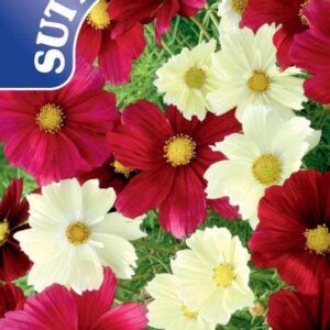 Sutton Seeds - Cosmea Seeds - Rubies in Sunshine