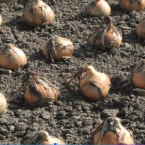 Onion Exhibition Seed