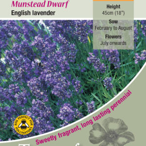 Kings Seeds Lavender Munstead Dwarf Seed