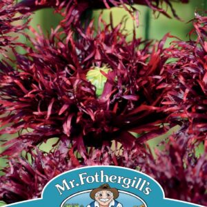 Mr Fothergills - Flower - Poppy - Black Swan - 750 Seeds