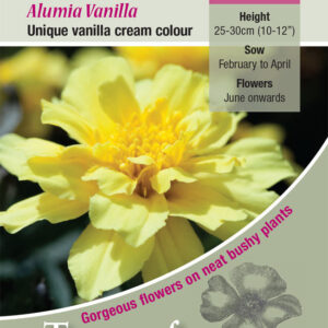 Kings Seeds Marigold French Alumia Vanilla 100 Seed