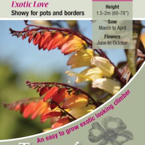 Kings Seeds Mina lobata Exotic Love 20 Seed