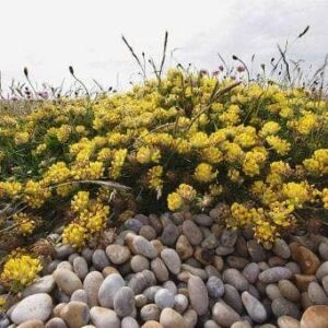 Wild Flower Kidney Vetch Anthyllis vulneraria Seeds