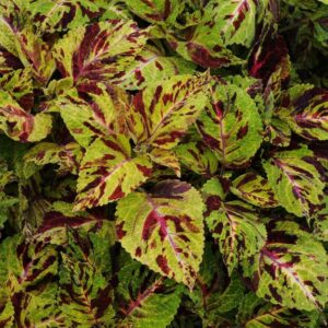 Coleus Wizard Mosaic Seeds